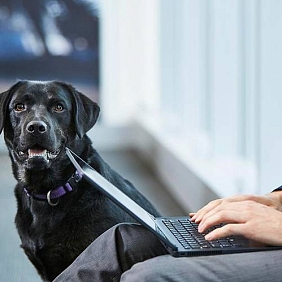 A black lab sits with its owner
