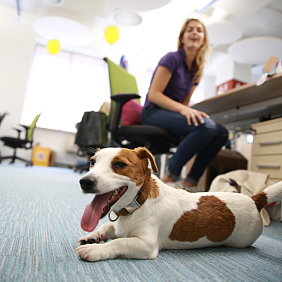 A dog relaxing at Banfield Pet Hospital