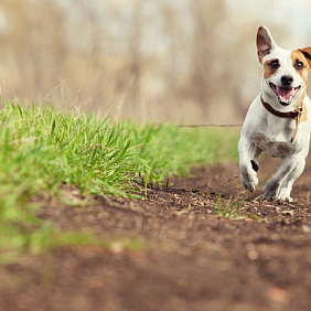 A dog running through the grass
