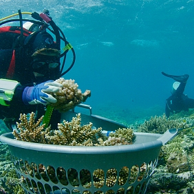 A scuba diver gathers a piece of coral to help restore the the world's vital coral reefs.