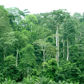  Tropical forest in the Republic of Ghana.