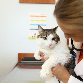 cat with vet.