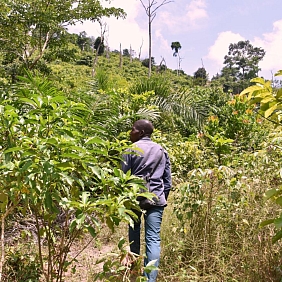 Cocoa and Forests Initiative 2020 Progress Update