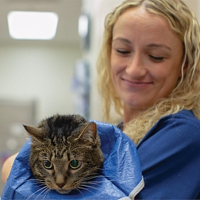 A better world for pets starts with the wellbeing of their vets