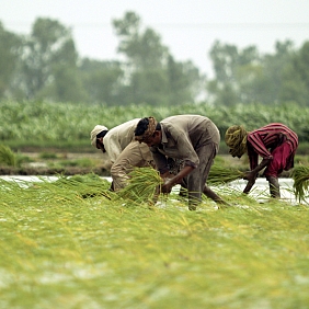 Farmers working in the fields.