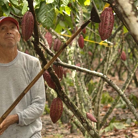 Farmer harvests cocoa. 