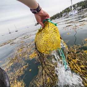 Matt Diiusto Rozalia_0.jpg