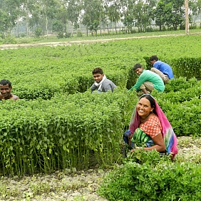 Thriving people mint farming India