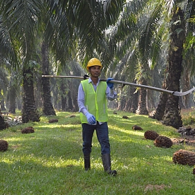 Palm oil farmer with a pole pruner saw.