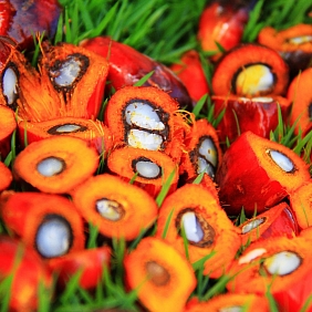Slices of palm fruit on the grass.