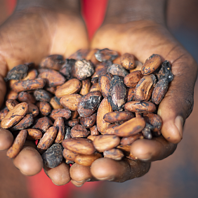 Hands holding cocoa beans