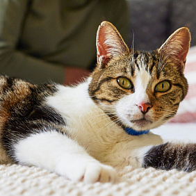 Cat lounging on a bed