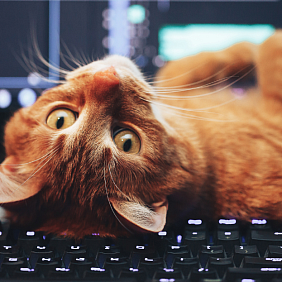 Cat lounging on a computer keyboard