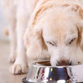 Puppy eating out of a bowl