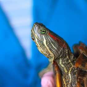 Tortoise being examined by a veterinarian