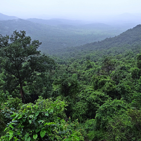 A lush rainforest with hills in the background