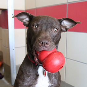 A brown shelter dog biting a Kong toy