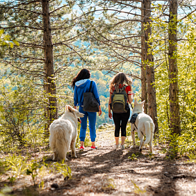 Two women walking in the forest with their dogs