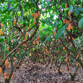 Cacao plantation