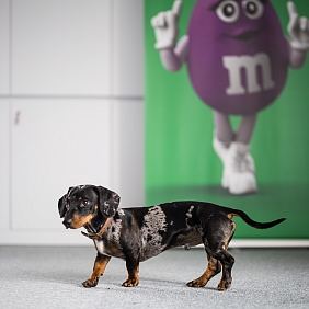 Dachshund in front of M&M's display