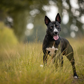 Max (Misouv Photography - Charlotte Courtin)