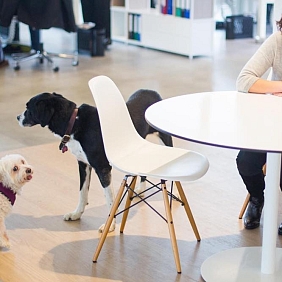 10 Years of Pet-Friendly Offices - Hero Image - cropped