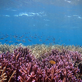 A healthy coral reef in Sulawesi, Indonesia