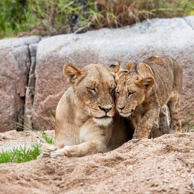 Gemeinsam Arten schützen The Lion's Share Fund-min