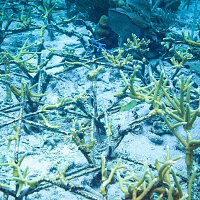 Post Coral-Reef-Xcalak-restaurado