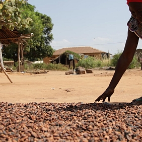 mars steunt 14000 cacaoboeren op weg naar een duurzaam inkomen