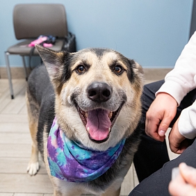 A dog at BluePearl Pet Hospital