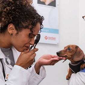 Banfield vet with dog
