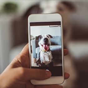 Hands holding a smartphone, taking a photo of a dog 
