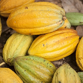 Cocoa Bean Harvest Côte d'Ivoire