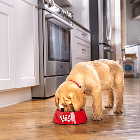 Puppy eating Royal Canin pet food from a bowl
