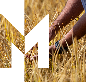 Close-up shot of a farmer's hands tending to a rice field