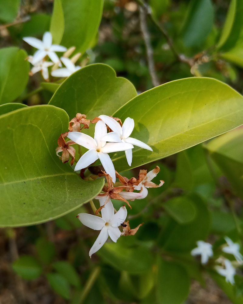 Carissa spinarum shrub