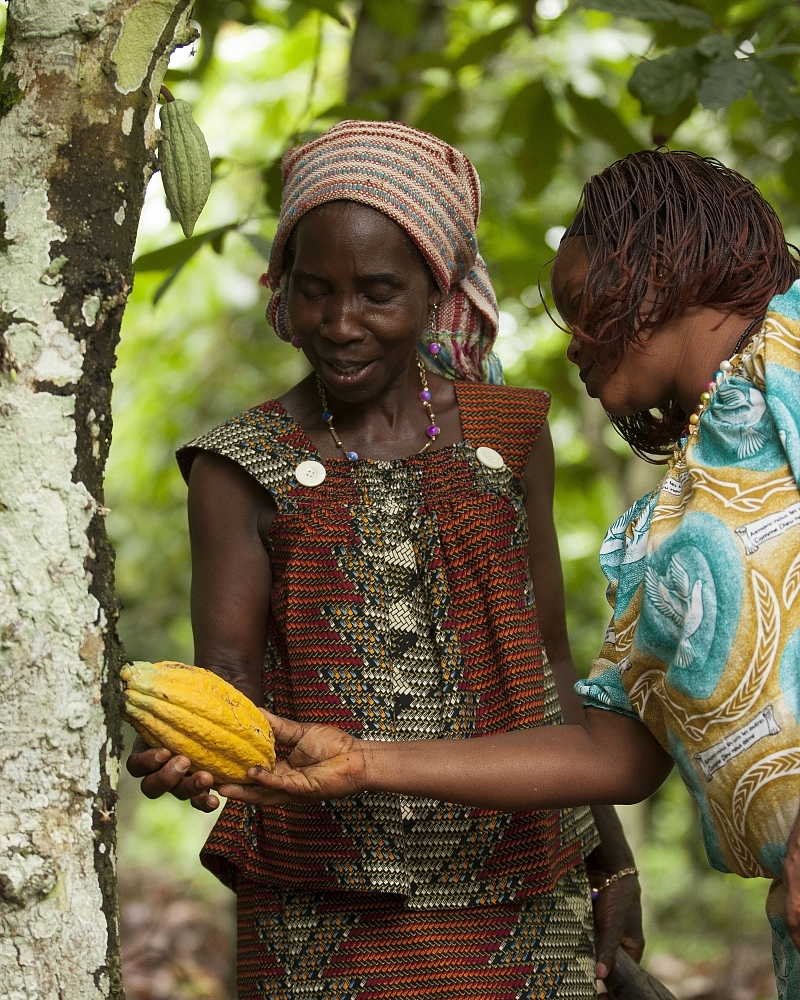 Mars_Cocoa Harvest Cote d'Ivoire DE